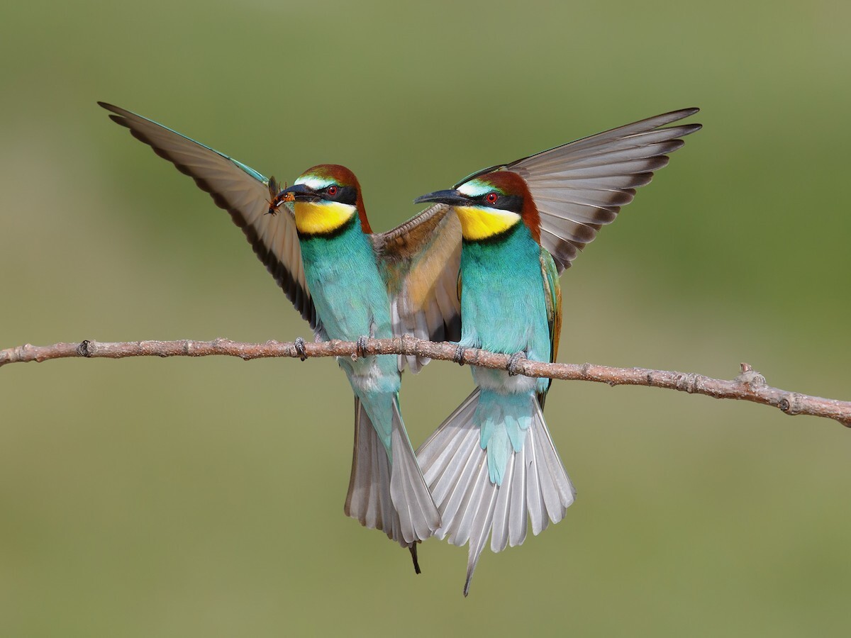 European Bee-eater
